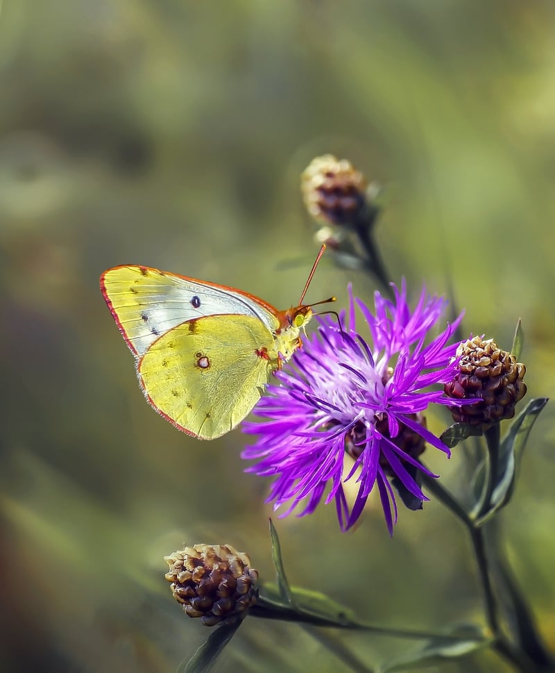 Butterfly Effect